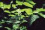 Sell  Maianthemum Bifolium  Extract